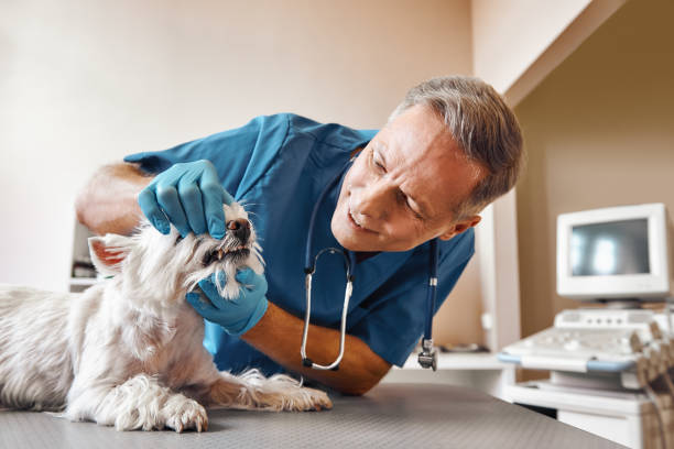 Best Emergency Root Canal Treatment in Fate, TX